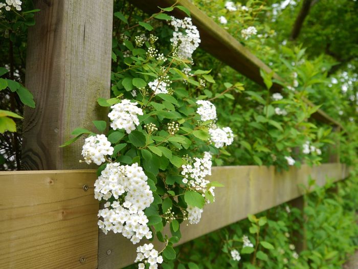 View of white flowers with leaves and wooden fence