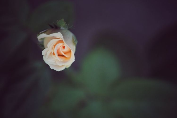 Bud yellow rose