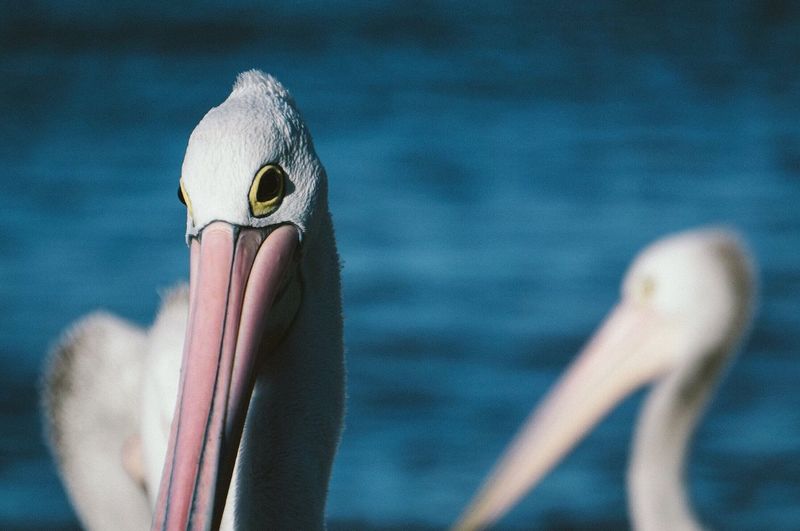 Close-up of pelican