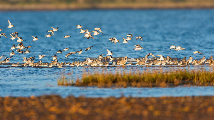 Grey plovers and dunlins in the flight in environment at low tide