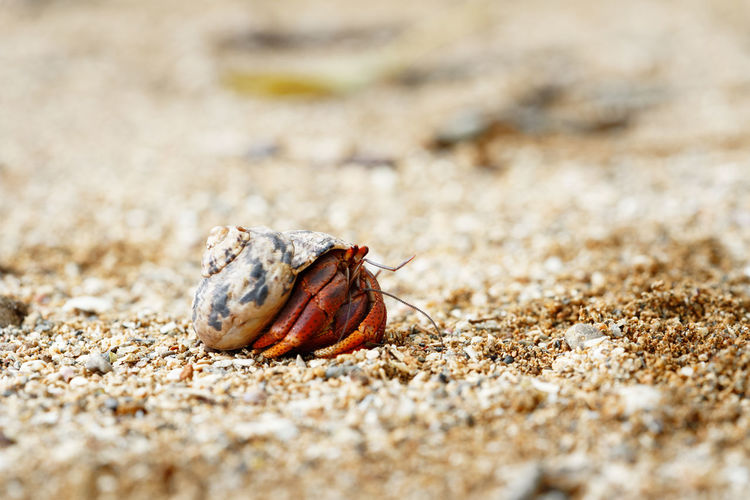 Close-up of a hermit crab wearing a shell shell as a shelter on the beach, caribbean, guadeloupe