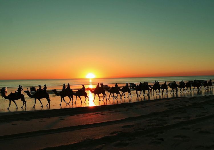 People enjoying camel ride on beach during sunset