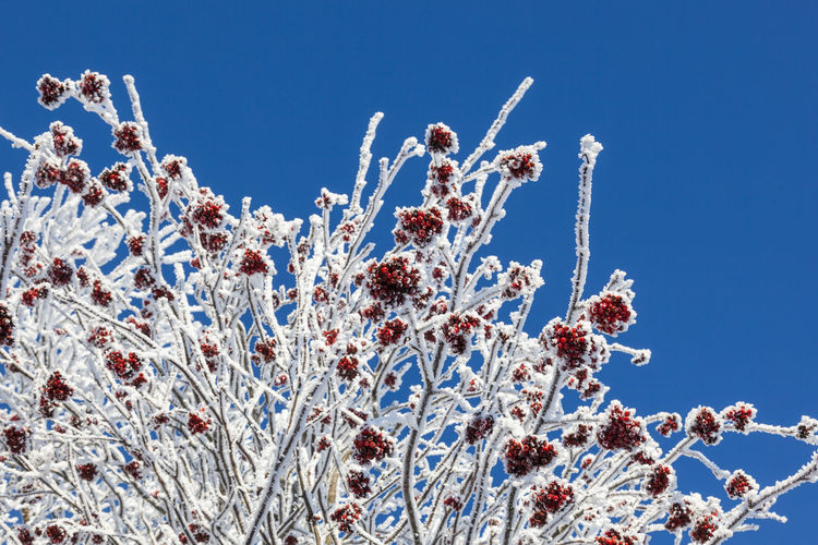 Rowanberry on hoarfrost covered branches