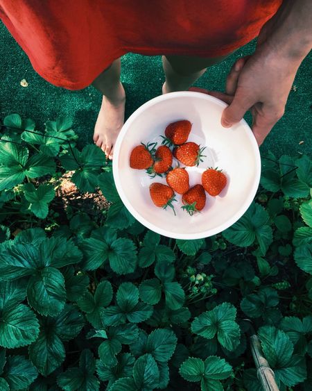 Low section of woman holding strawberries in bowl