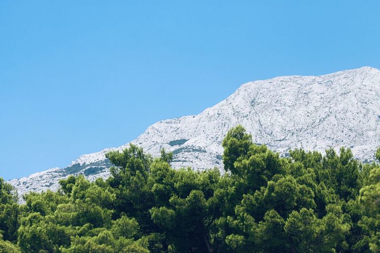 Low angle view of trees against clear blue sky