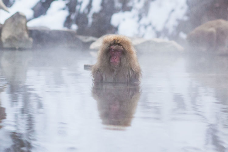 Monkey relaxing in hot spring river