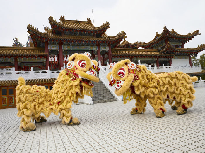 Two yellow lion dance at temple