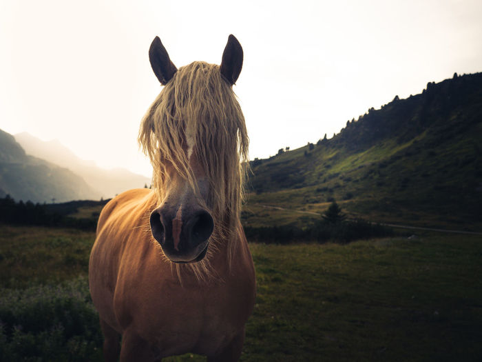 Horse in a field
