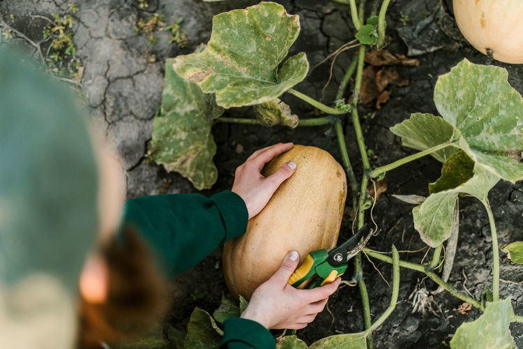 Cropped hand holding pumpkin