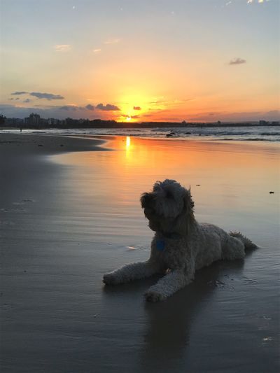Dog sitting at sea against sky during sunset