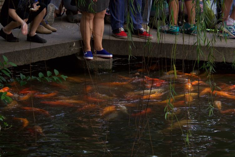 Low section of people standing by koi carps swimming in pond