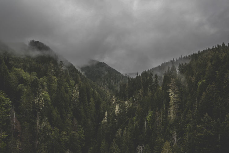 Moody landscape shot of clouds floating through evergreen forest