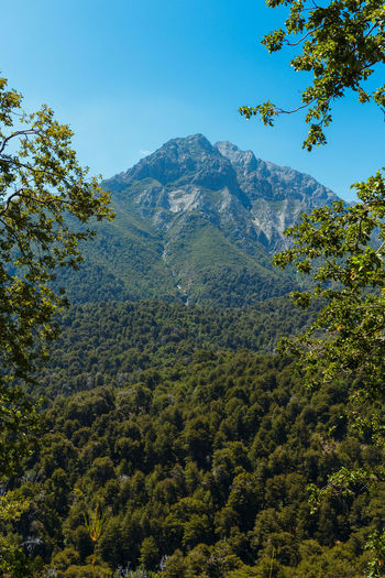 Low angle view of trees against mountain range