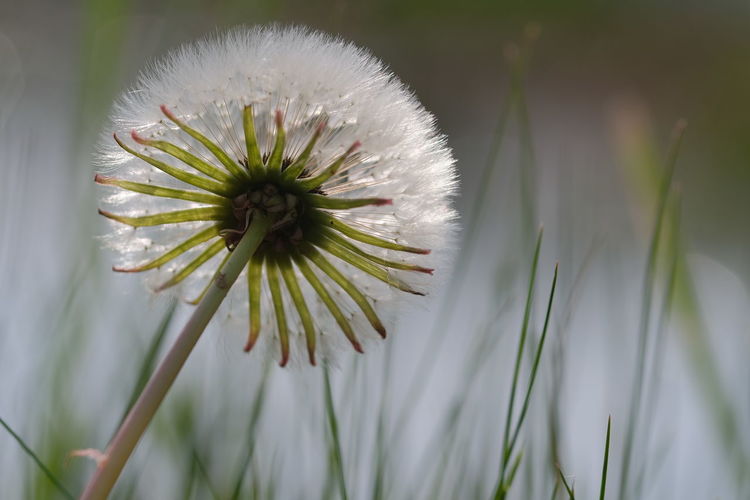 Close-up of dandelion against white background