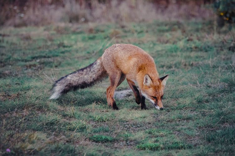 Autumn portrait of a wild fox