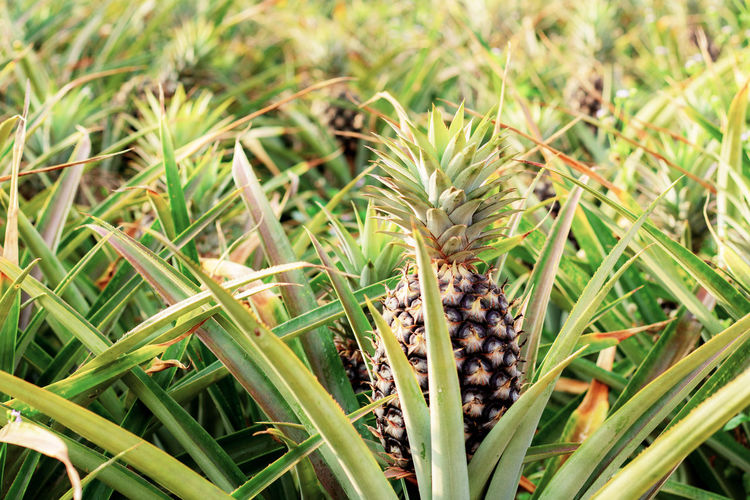 Close-up of pineapple on field