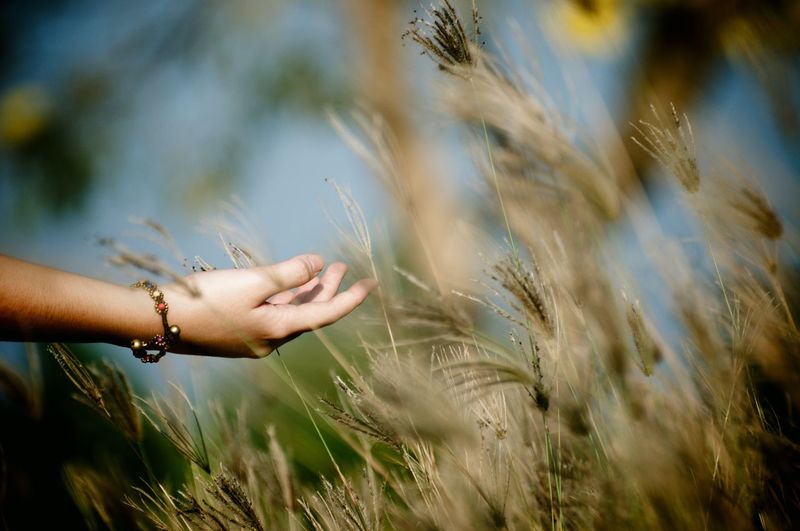 Cropped hand of woman touching stalks growing on field