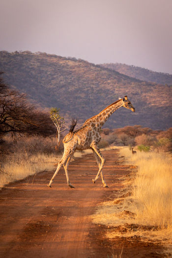 Southern giraffe gallops across straight dirt track