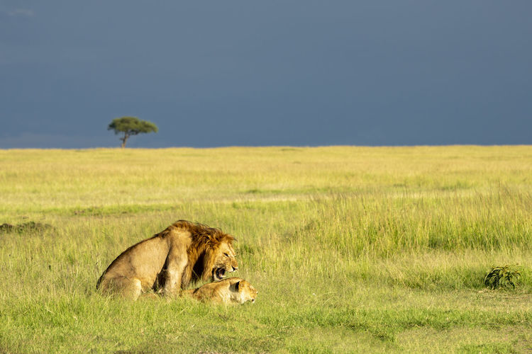 A lion couple breed in the savannah