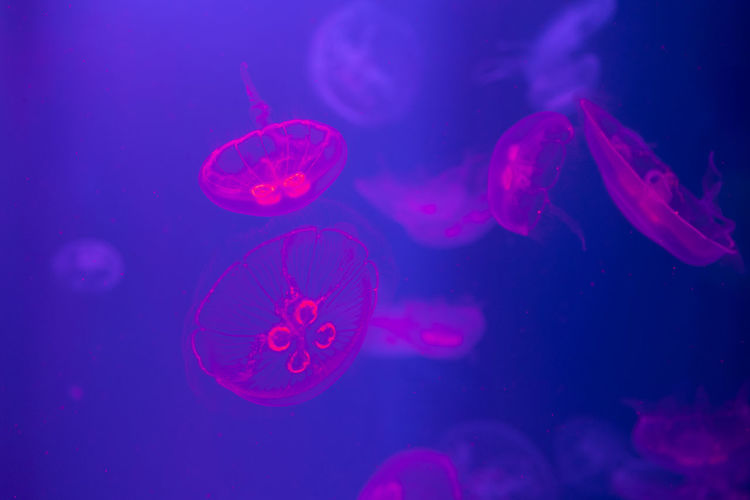 Jellyfish swimming in sea