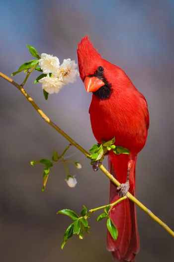 Close-up of curious cardinal bird perching on twig