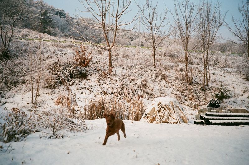 View of a horse on snow covered land