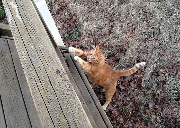 High angle view of cat sitting on boardwalk