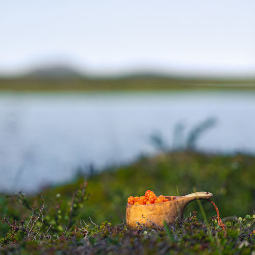 Close-up of cloudberries on field against sky 
