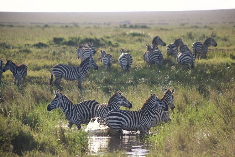 Zebras on landscape against sky