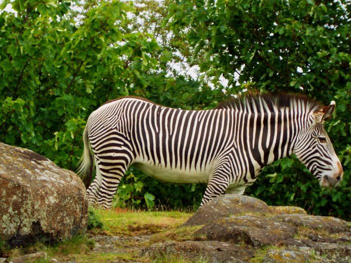 Zebra sitting on rock against trees
