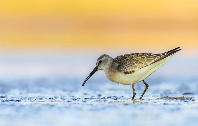 Close-up side view of a bird