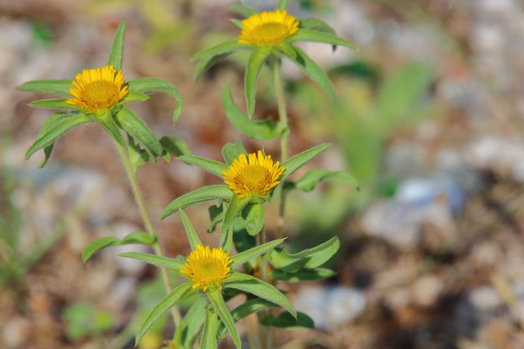 Close-up of yellow flowering plant