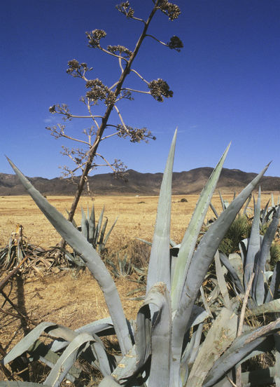 Close-up of plants on landscape against clear blue sky