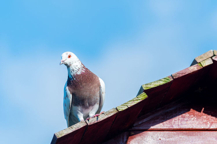 Low angle view of pigeon perching on wooden roof against sky