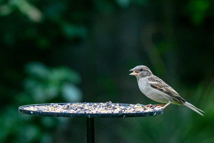 House sparrow, passer domesticus, perched on a garden bird table