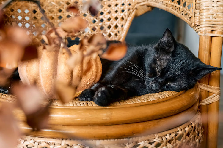 Halloween black cat with pumpkin. cute kitty sleeping with pumpkin on wicker chair. fall mood. 