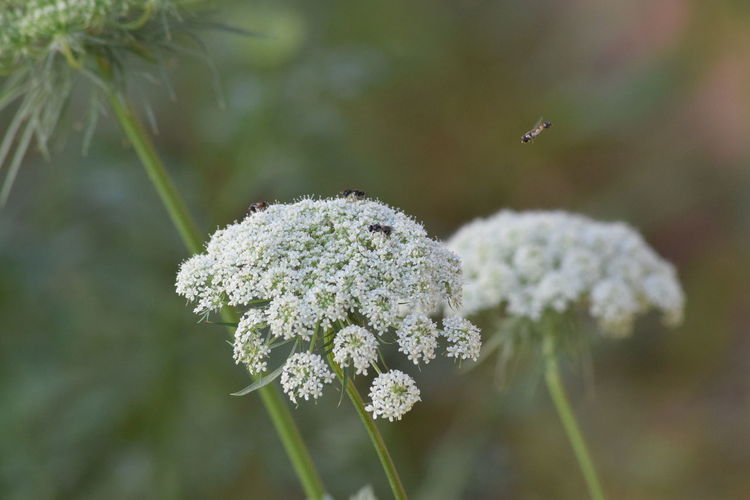 Close-up of insect on white flowering plant