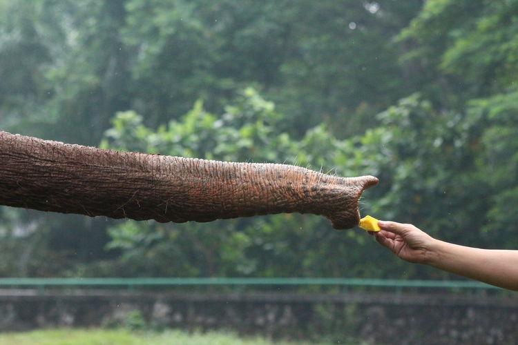 Close-up of hand feeding an elephant