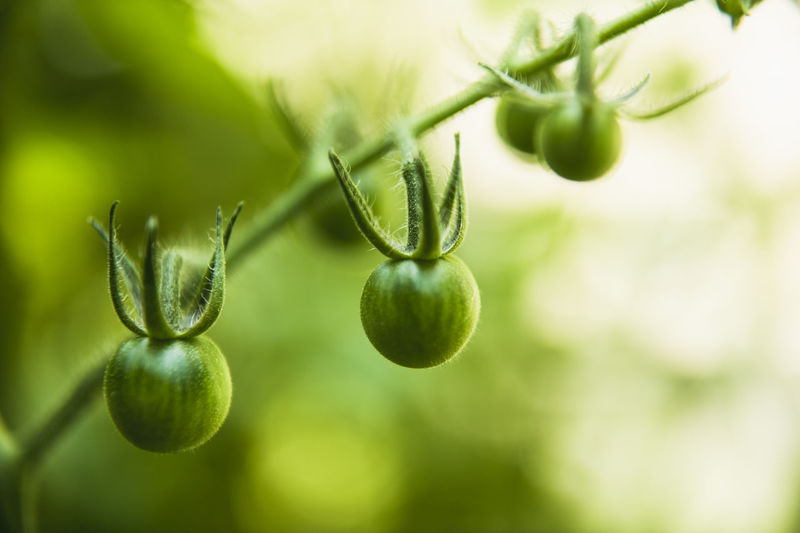 Closeup cherry tomatoes on the vine in a home garden
