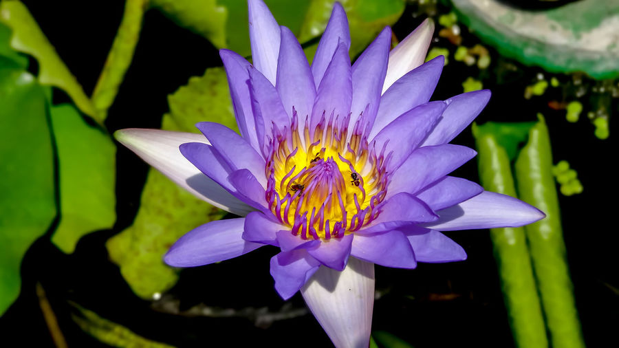 Close-up of purple water lily blooming outdoors