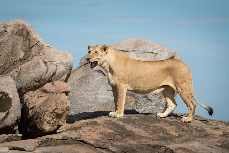 Lioness stands on sunny kopje facing left