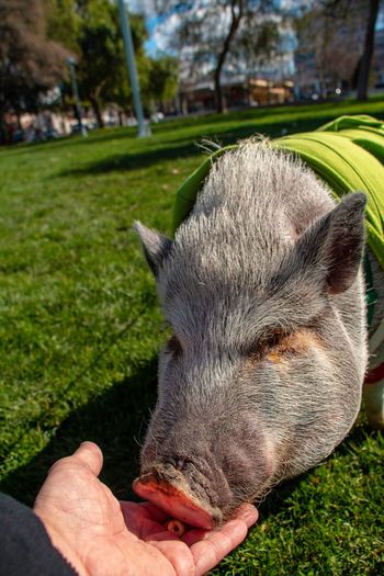 Close-up of a large pet pig in a field 