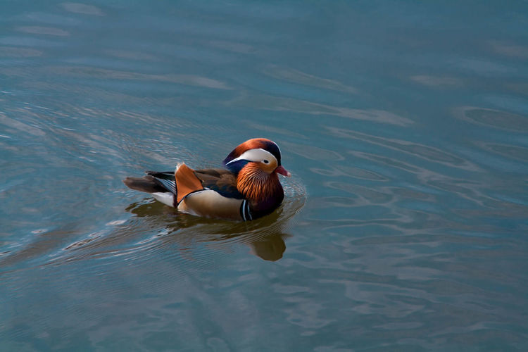 High angle view of a duck swimming in water