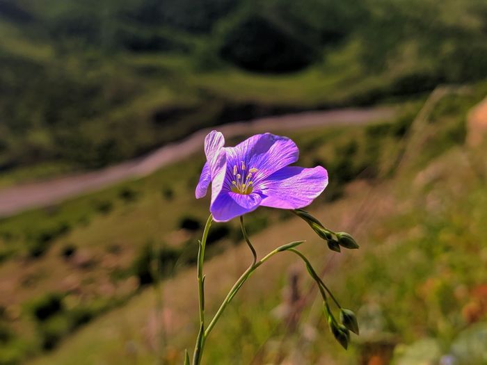 Close-up of purple flower on field