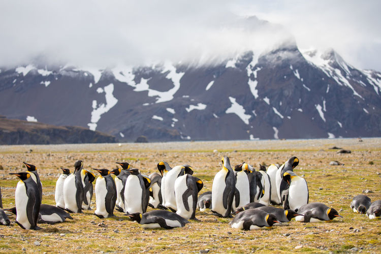 Penguins on field against mountains during winter