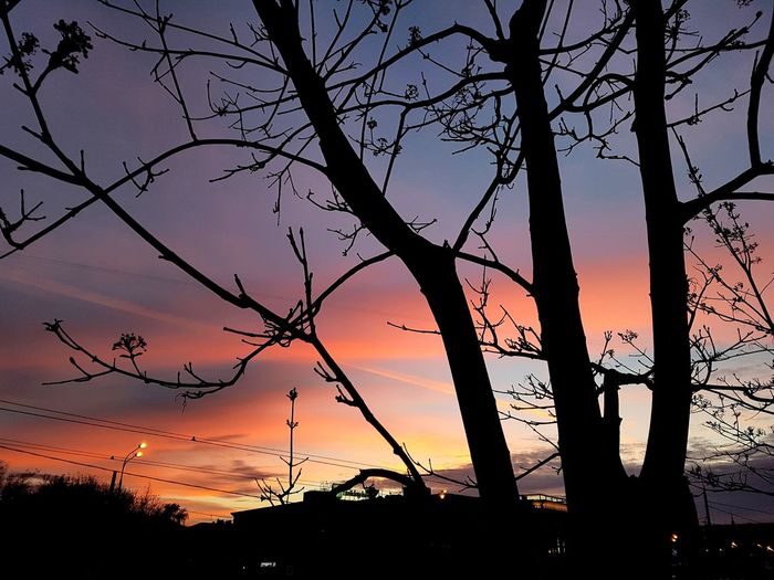 Low angle view of silhouette trees against orange sky