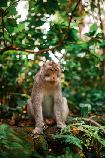Balinese long tailed monkey looking at camera
