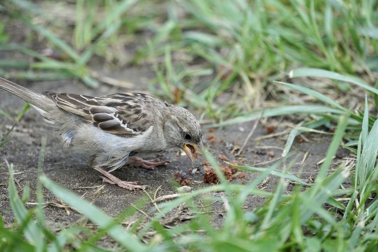 Close-up of bird on field