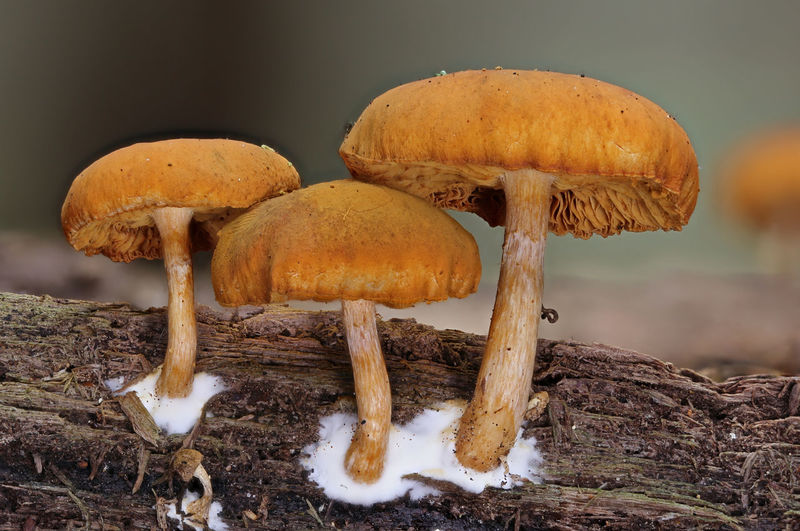 Close-up of mushroom growing on log