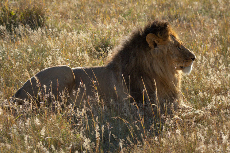 Backlit male lion lying in long grass
